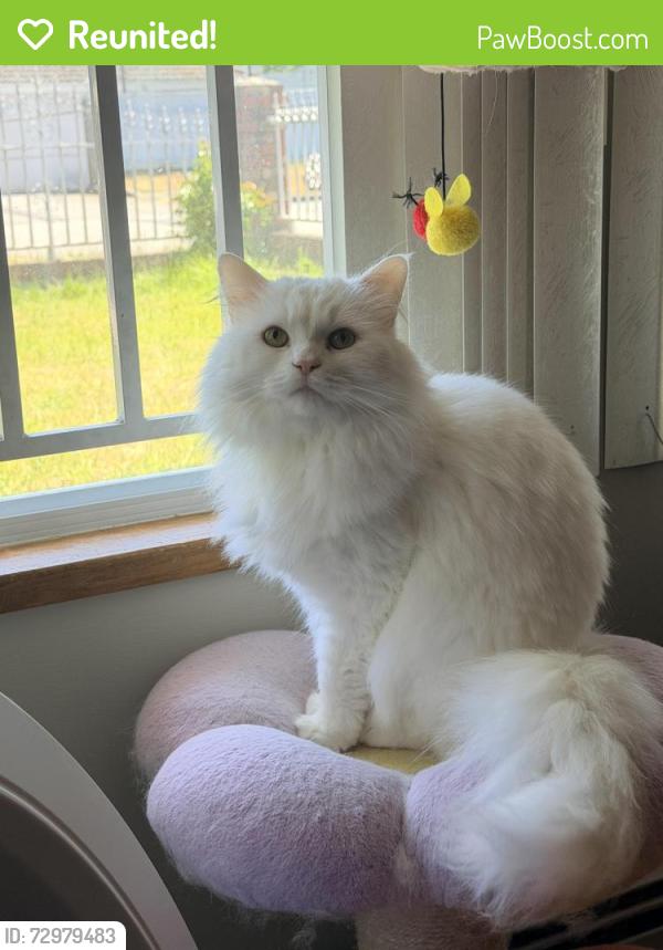 Reunited Male Cat last seen Nanaimo St & E 51st Ave, Vancouver, BC V5S 2J5