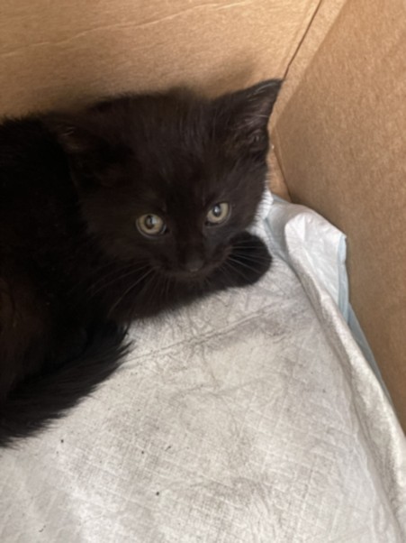 Shelter Stray Female Cat last seen , West Valley Animal Shelter, 20655 Plummer St, Chatsworth, CA 91311, USA