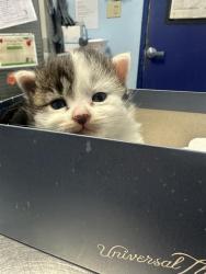 Shelter Stray Male Cat last seen Near BLOCK MADRID AVE, BAKERSFIELD CA 93309, 3951 Fruitvale Ave, Bakersfield, CA 93308, USA