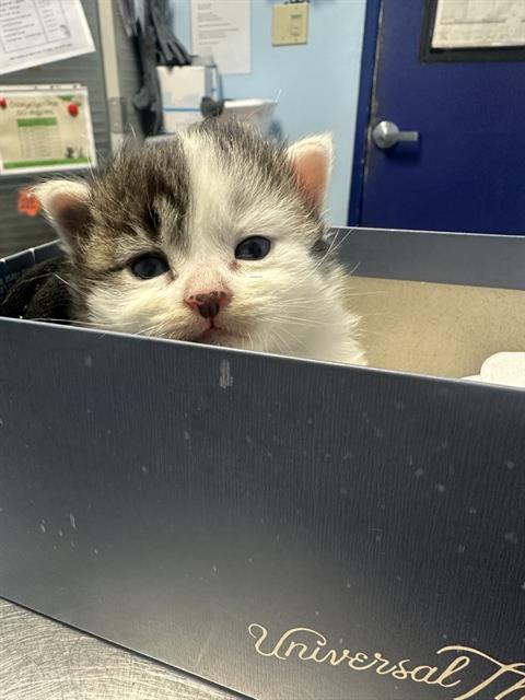 Shelter Stray Male Cat last seen Near BLOCK MADRID AVE, BAKERSFIELD CA 93309, 3951 Fruitvale Ave, Bakersfield, CA 93308, USA
