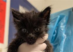 Shelter Stray Female Cat last seen Near BLOCK PIONEER DR, BAKERSFIELD CA 93306, 3951 Fruitvale Ave, Bakersfield, CA 93308, USA