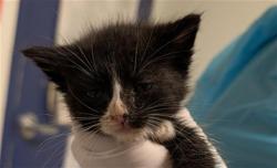 Shelter Stray Male Cat last seen Near BLOCK PIONEER DR, BAKERSFIELD CA 93306, 3951 Fruitvale Ave, Bakersfield, CA 93308, USA