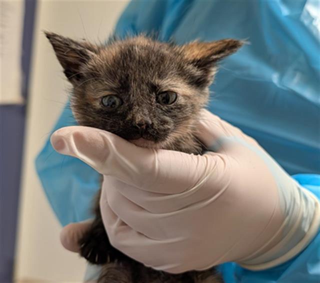 Shelter Stray Female Cat last seen Near BLOCK PIONEER DR, BAKERSFIELD CA 93306, 3951 Fruitvale Ave, Bakersfield, CA 93308, USA