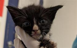 Shelter Stray Male Cat last seen Near BLOCK PIONEER DR, BAKERSFIELD CA 93306, 3951 Fruitvale Ave, Bakersfield, CA 93308, USA