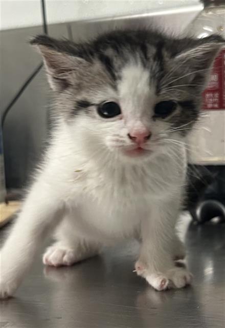 Shelter Stray Male Cat last seen Near BLOCK WIBLE RD, BAKERSFIELD CA 93304, 3951 Fruitvale Ave, Bakersfield, CA 93308, USA