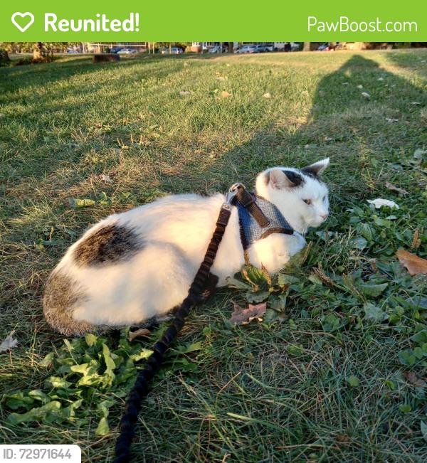 Reunited Male Cat last seen In Olbrich Park at Starkweather Creek and Lake Monona on the westside of the creek just coming off the permanent land pier., Madison, WI 53714