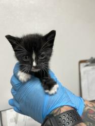 Shelter Stray Male Cat last seen CEDER AND RIALTO, 333 Chandler Pl, San Bernardino, CA 92408, USA