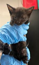 Shelter Stray Female Cat last seen N WINDSOR DR X E BASELINE ST, 333 Chandler Pl, San Bernardino, CA 92408, USA