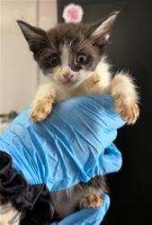 Shelter Stray Male Cat last seen N WINDSOR DR X E BASELINE ST, 333 Chandler Pl, San Bernardino, CA 92408, USA