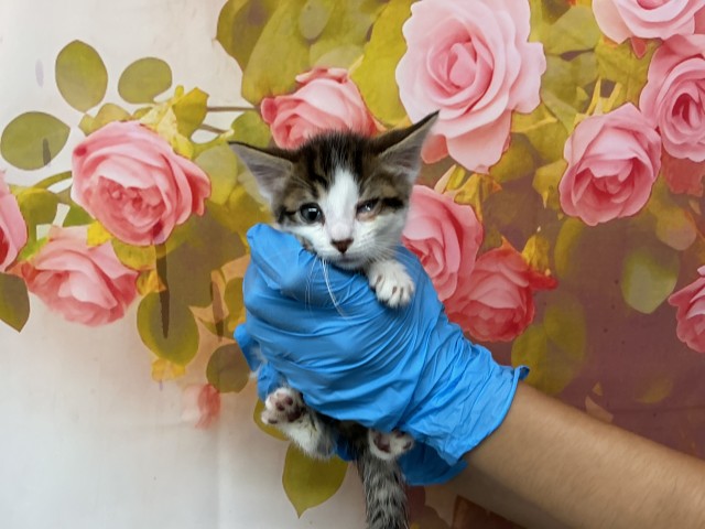 Shelter Stray Female Cat last seen PENNSYLVANIA AND MILL ST, 333 Chandler Pl, San Bernardino, CA 92408, USA
