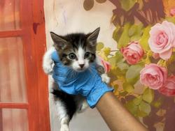 Shelter Stray Male Cat last seen PENNSYLVANIA AND MILL ST, 333 Chandler Pl, San Bernardino, CA 92408, USA
