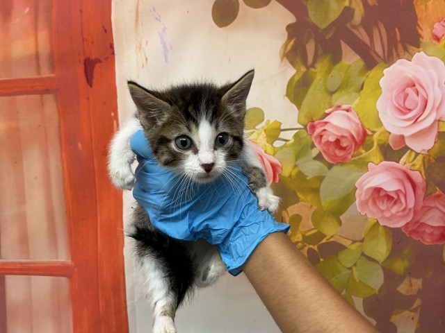 Shelter Stray Male Cat last seen PENNSYLVANIA AND MILL ST, 333 Chandler Pl, San Bernardino, CA 92408, USA