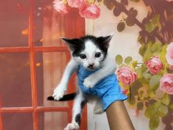 Shelter Stray Male Cat last seen PENNSYLVANIA AND MILL ST, 333 Chandler Pl, San Bernardino, CA 92408, USA