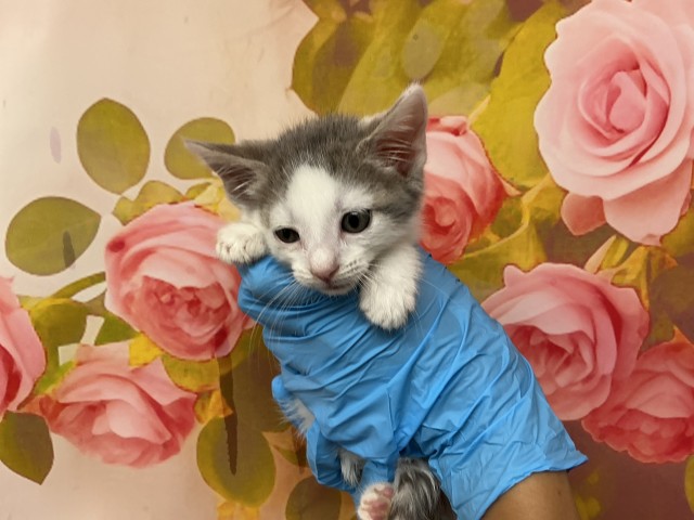 Shelter Stray Female Cat last seen PENNSYLVANIA AND MILL ST, 333 Chandler Pl, San Bernardino, CA 92408, USA