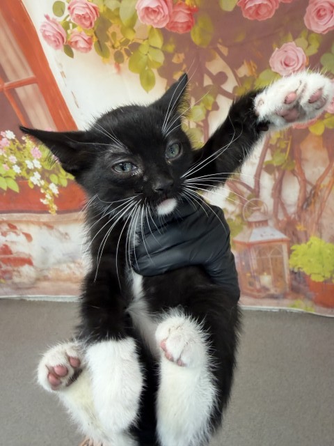 Shelter Stray Male Cat last seen MASSACHUSETTS AND 14TH, 333 Chandler Pl, San Bernardino, CA 92408, USA