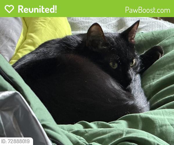 Reunited Female Cat last seen Near Brayton Dr, Anchorage, AK 99507, USA, Anchorage, AK 99507
