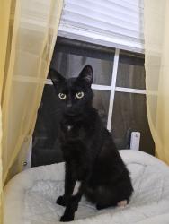 Found/Stray Female Cat last seen Near Green River Rd, Corona, CA 92878, Corona, CA 92878