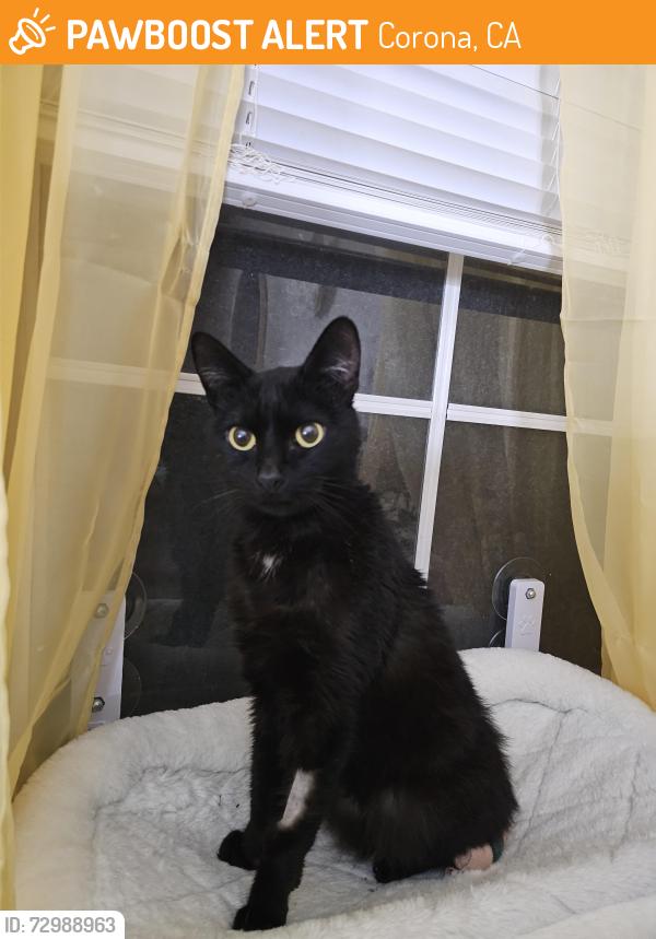 Found/Stray Female Cat last seen Near Green River Rd, Corona, CA 92878, Corona, CA 92878