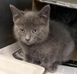 Shelter Stray Male Cat last seen , 3201 Lacy St, Los Angeles, CA 90031, USA