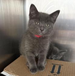 Shelter Stray Female Cat last seen , 3201 Lacy St, Los Angeles, CA 90031, USA