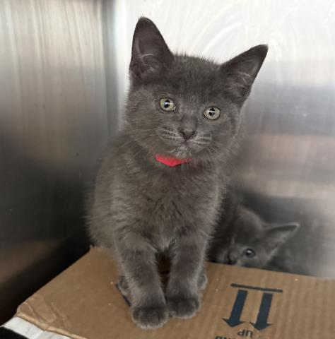 Shelter Stray Female Cat last seen , 3201 Lacy St, Los Angeles, CA 90031, USA