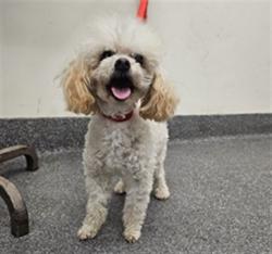 Shelter Stray Female Dog last seen , 3201 Lacy St, Los Angeles, CA 90031, USA