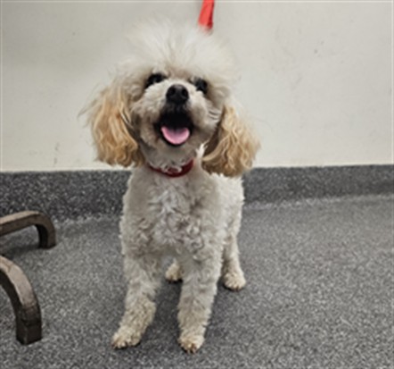 Shelter Stray Female Dog last seen , 3201 Lacy St, Los Angeles, CA 90031, USA