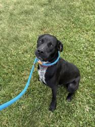 Shelter Stray Male Dog last seen Near BLOCK  BRASHEAR DR, 3528 Newburg Rd, Louisville, KY 40218, USA