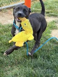 Shelter Stray Female Dog last seen Near BLOCK W MADISON ST, 3528 Newburg Rd, Louisville, KY 40218, USA