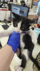 Shelter Stray Male Cat last seen Near BLOCK LIKENS LN, 3528 Newburg Rd, Louisville, KY 40218, USA