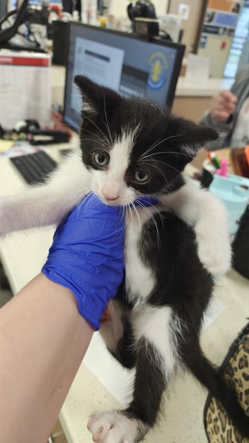 Shelter Stray Male Cat last seen Near BLOCK LIKENS LN, 3528 Newburg Rd, Louisville, KY 40218, USA