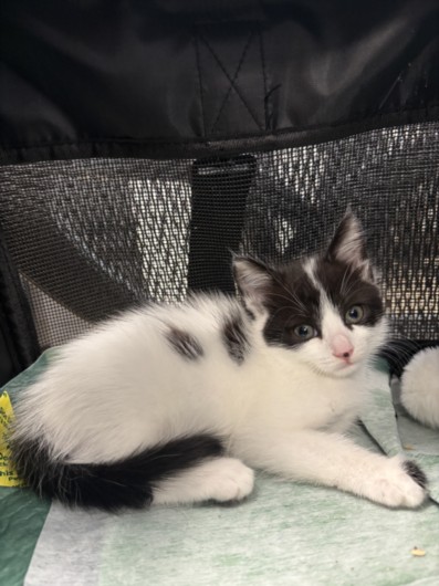 Shelter Stray Female Cat last seen , 957 N Gaffey St, San Pedro, CA 90731, USA