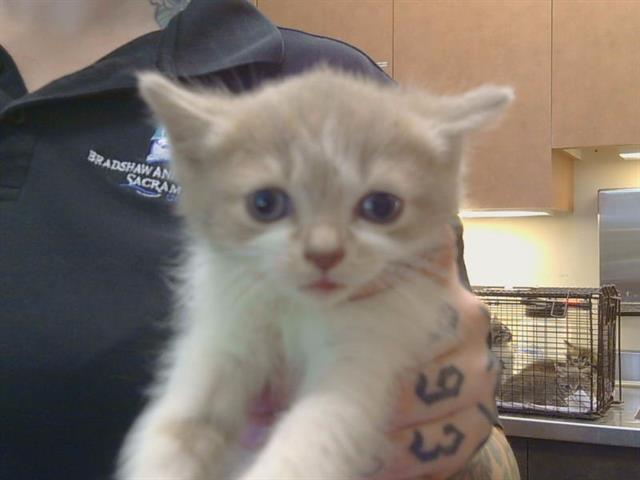 Shelter Stray Female Cat last seen LA MANCHA WAY/POMEGRANATE AVE, 95823, 3839 Bradshaw Rd, Sacramento, CA 95827, USA