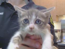 Shelter Stray Female Cat last seen LA MANCHA WAY/POMEGRANATE AVE, 95823, 3839 Bradshaw Rd, Sacramento, CA 95827, USA