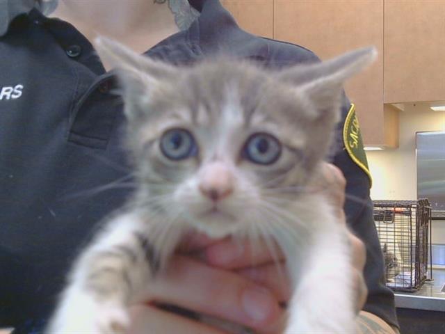 Shelter Stray Female Cat last seen LA MANCHA WAY/POMEGRANATE AVE, 95823, 3839 Bradshaw Rd, Sacramento, CA 95827, USA