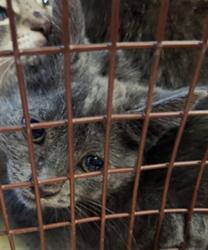 Shelter Stray Female Cat last seen MADRONE WOODS WY/CARRIAGE OAKS WY, 95843, 3839 Bradshaw Rd, Sacramento, CA 95827, USA