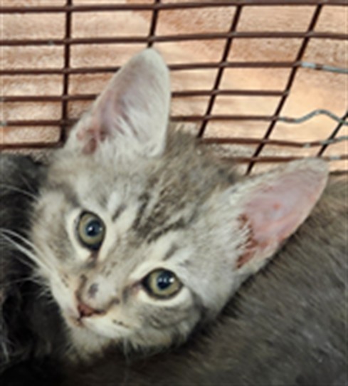 Shelter Stray Female Cat last seen MADRONE WOODS WY/CARRIAGE OAKS WY, 95843, 3839 Bradshaw Rd, Sacramento, CA 95827, USA
