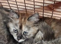 Shelter Stray Female Cat last seen MADRONE WOODS WY/CARRIAGE OAKS WY, 95843, 3839 Bradshaw Rd, Sacramento, CA 95827, USA