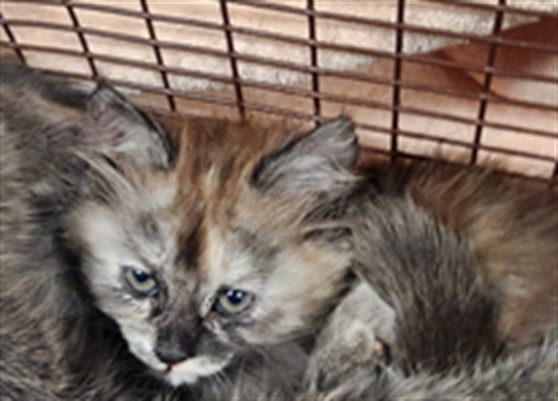 Shelter Stray Female Cat last seen MADRONE WOODS WY/CARRIAGE OAKS WY, 95843, 3839 Bradshaw Rd, Sacramento, CA 95827, USA