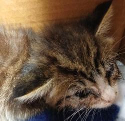 Shelter Stray Female Cat last seen HANNA EYE CENTER, 2020 Forest St, Jacksonville, FL 32204, USA