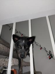 Lost Male Dog last seen Shadow Oaks Elementary , Houston, TX 77043