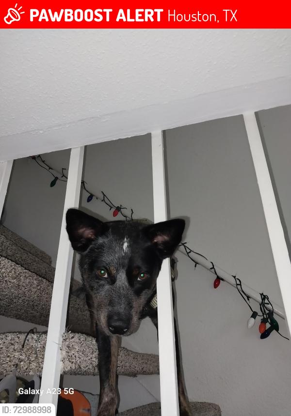 Lost Male Dog last seen Shadow Oaks Elementary , Houston, TX 77043