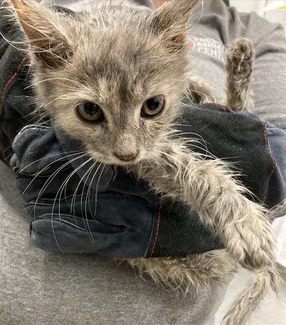Shelter Stray Female Cat last seen Near BLOCK N CEDAR AVE, FRESNO, CA 93720, 5277 E Airways Blvd, Fresno, CA 93727, USA