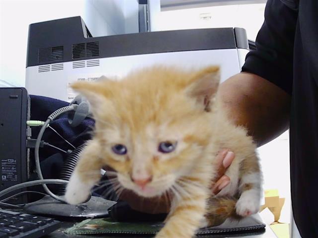 Shelter Stray Male Cat last seen CHARLOTTE, 8315 Byrum Dr, Charlotte, NC 28217, USA