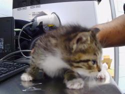 Shelter Stray Female Cat last seen CHARLOTTE, 8315 Byrum Dr, Charlotte, NC 28217, USA