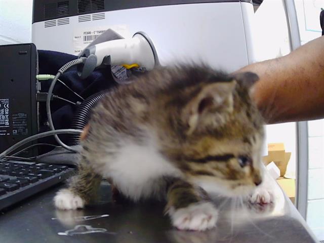 Shelter Stray Female Cat last seen CHARLOTTE, 8315 Byrum Dr, Charlotte, NC 28217, USA