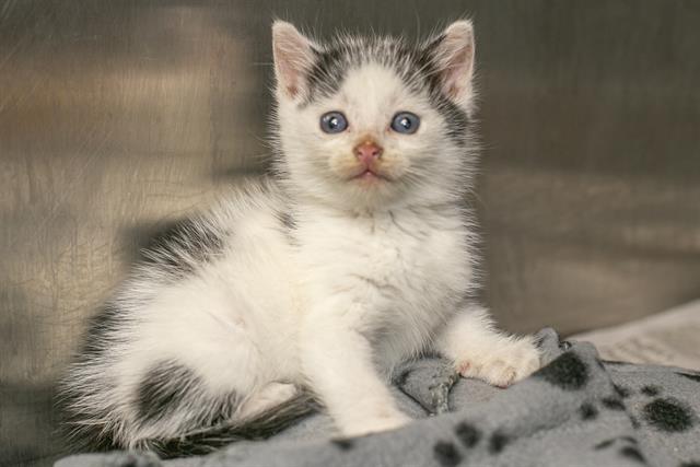 Shelter Stray Male Cat last seen CHARLOTTE, 8315 Byrum Dr, Charlotte, NC 28217, USA