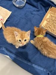Shelter Stray Female Cat last seen CHARLOTTE, 8315 Byrum Dr, Charlotte, NC 28217, USA