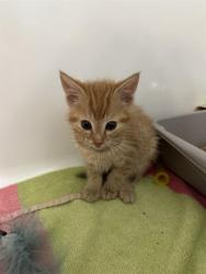 Shelter Stray Male Cat last seen CHARLOTTE, 8315 Byrum Dr, Charlotte, NC 28217, USA