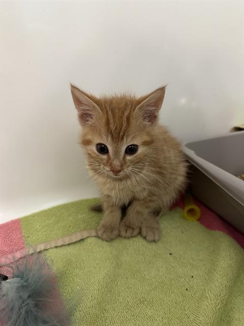 Shelter Stray Male Cat last seen CHARLOTTE, 8315 Byrum Dr, Charlotte, NC 28217, USA